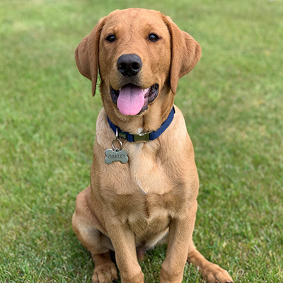 Oakley a labadour puppy. 