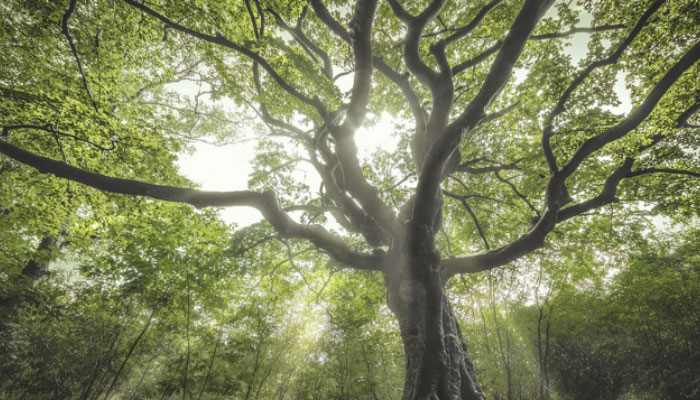 Trees.
